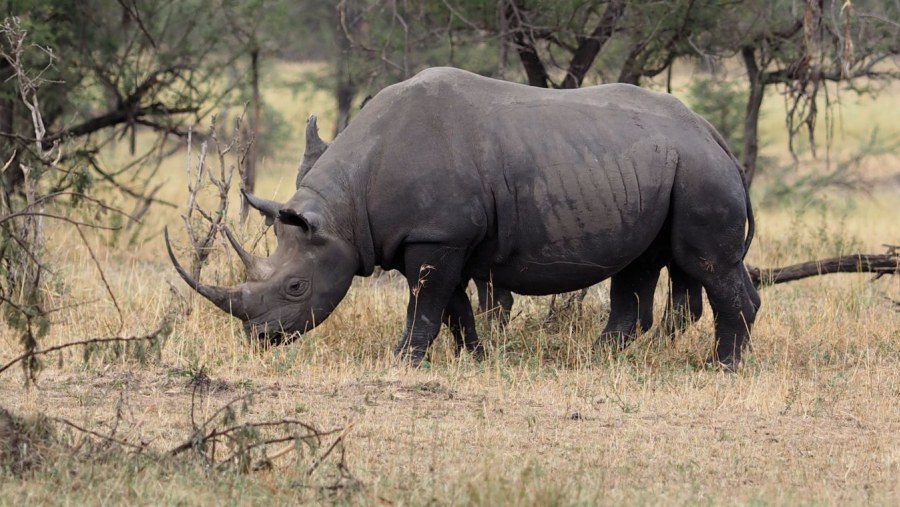 Spot rhinos in Tanzanian National Parks