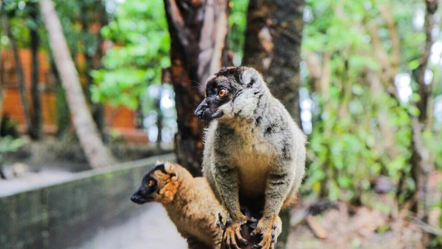 exploring the Wildlife in Madagascar