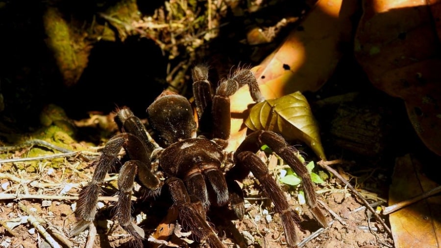 Spot a Chicken Tarantula during the Night Walk Tour