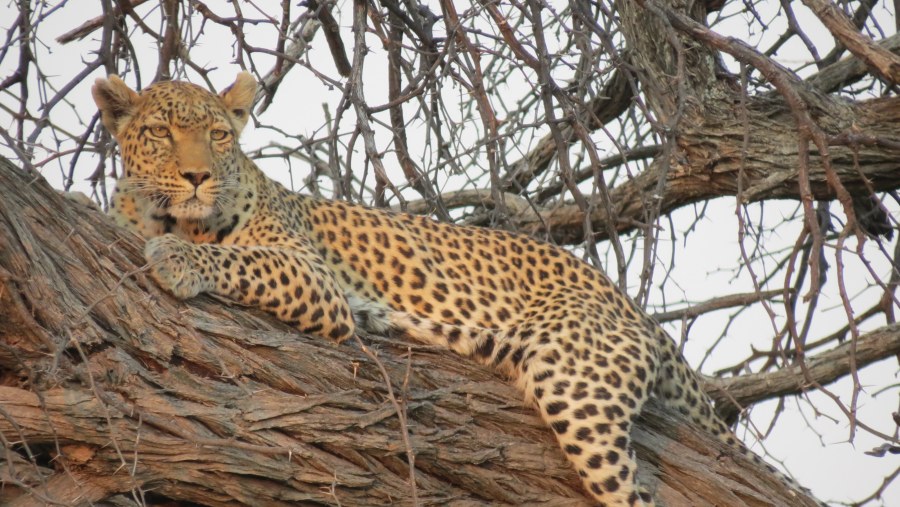 leopard relaxing in a tree 