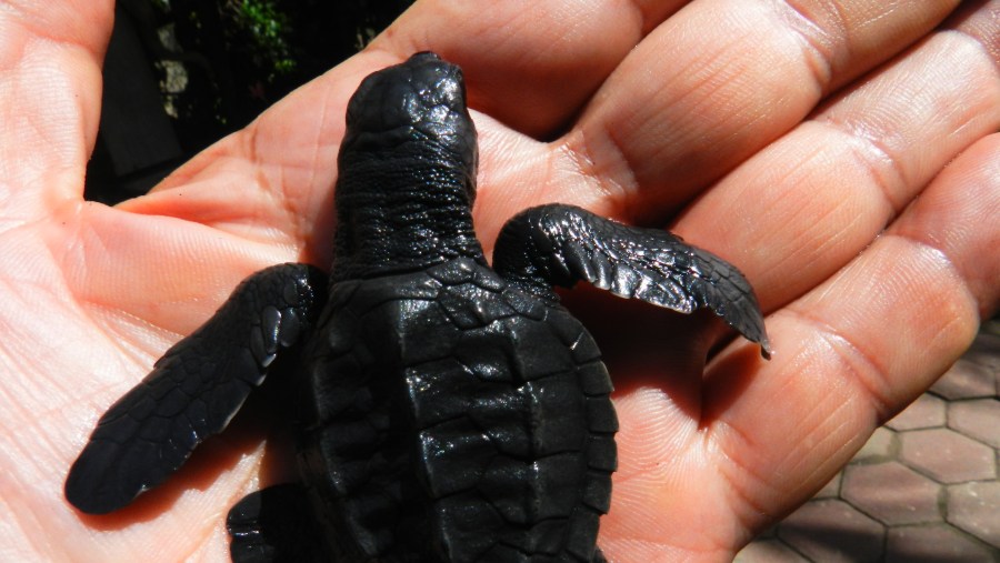 Release small turtles into the ocean at Vallarino Turtle Camp