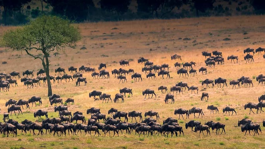 The great wildebeest Migration
