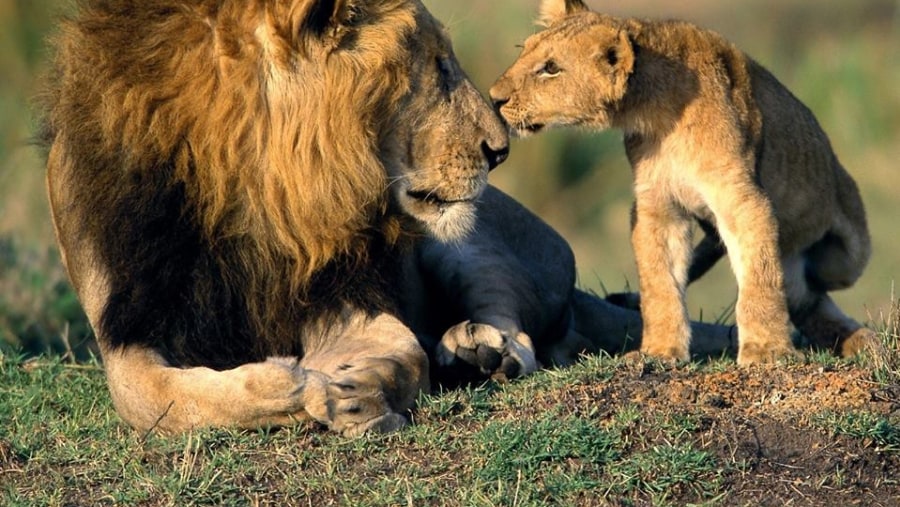 Lions at Masai Mara
