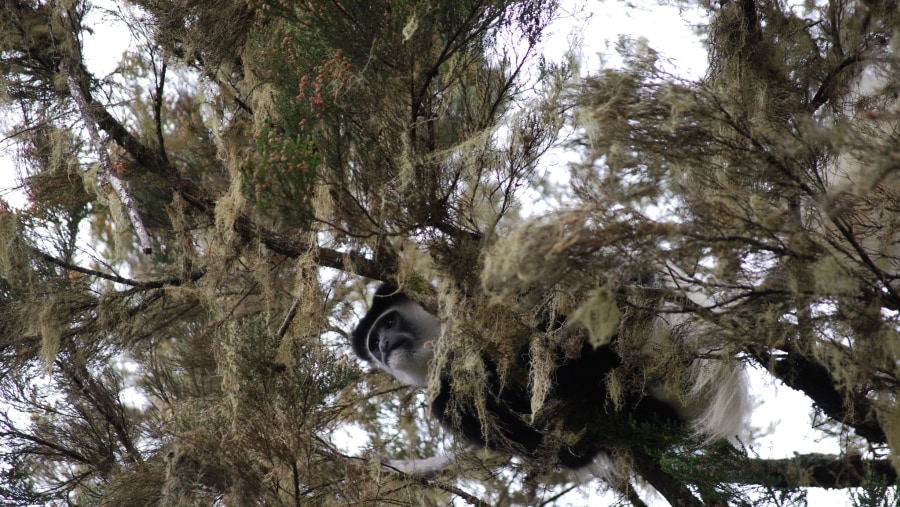 Native wildlife at Mount Kilimanjaro