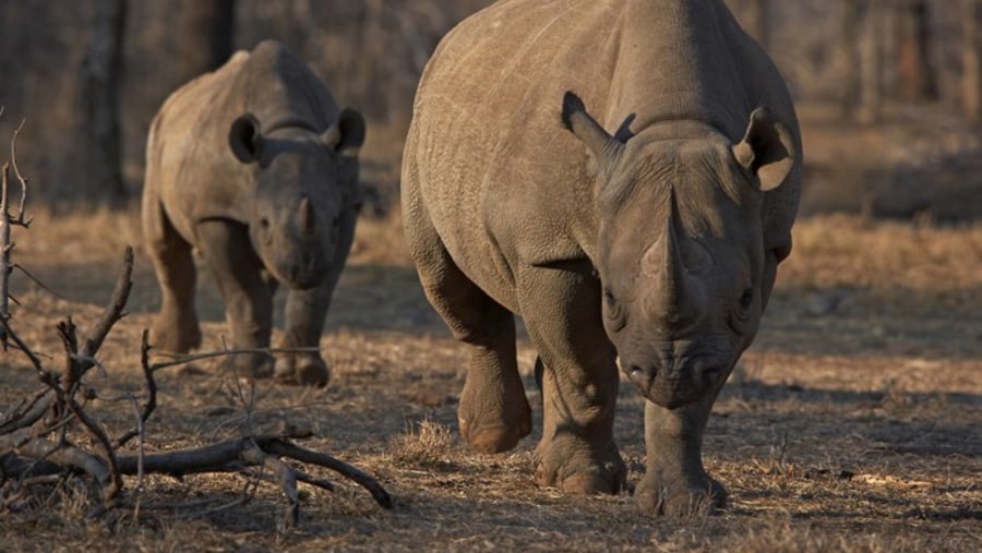 African Rhino