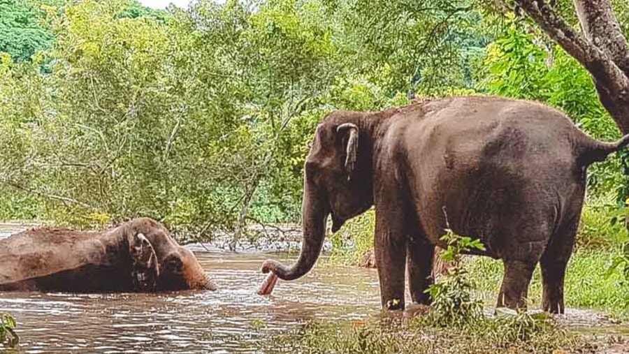 Elephants In The River