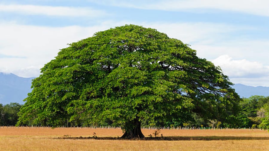 Guanacaste, Costa Rica