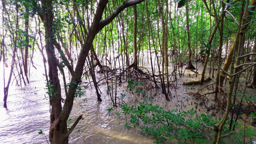 High Tide in Mangrove Forest