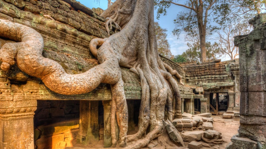Fig Trees at the Ta Prohm temple complex
