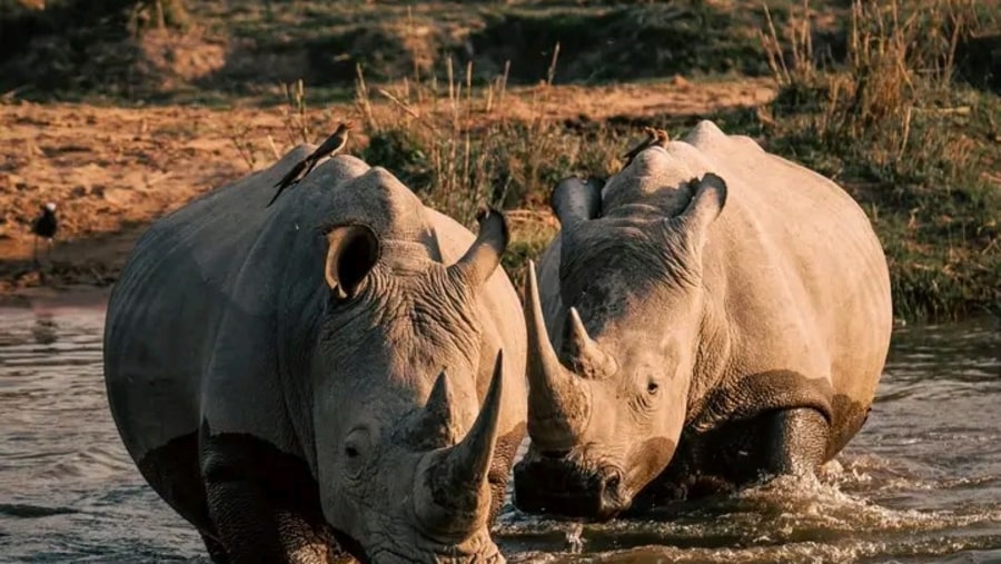 Black rhinoceroses