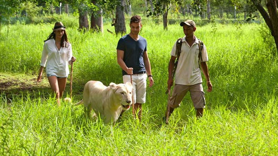 Lion walk