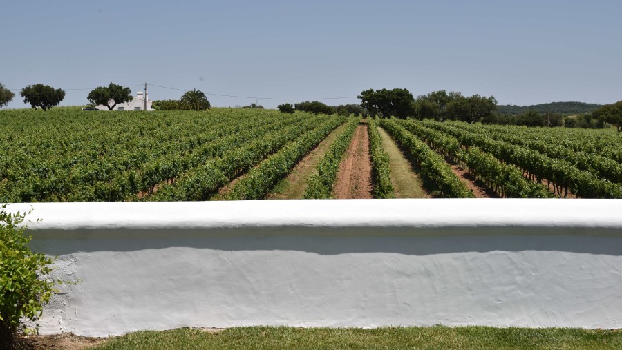 Vila Santa Wineyard In Estremoz, Portugal