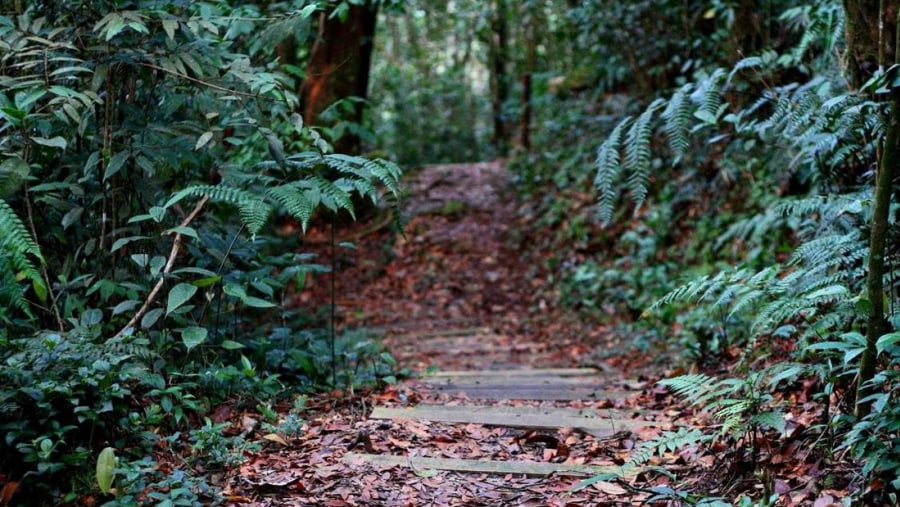 Follow the old jungle trails to explore the Bukit Lawang Village