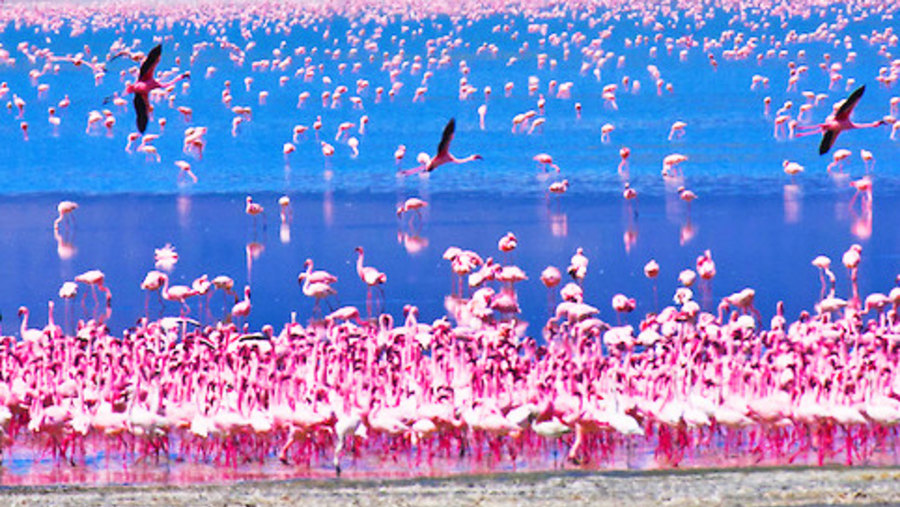 Flamingoes in Lake Nakuru