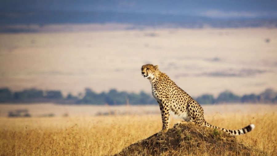 Cheetah at the Masai Mara National Reserve