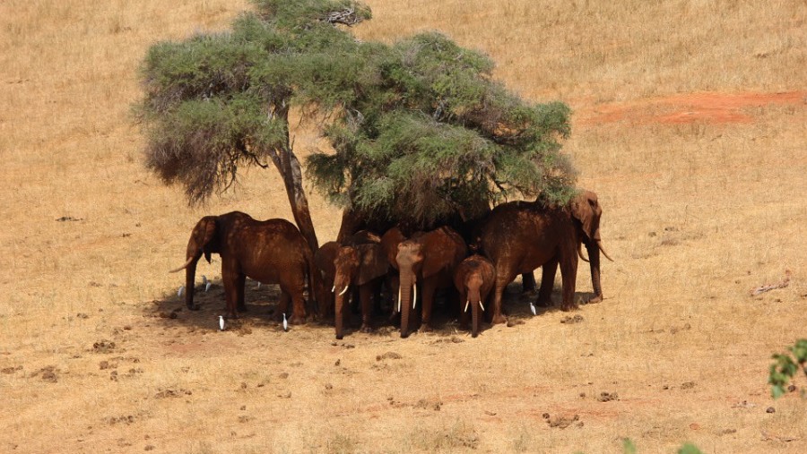 Herd of Elephants taking shade in Tsavo East National Park