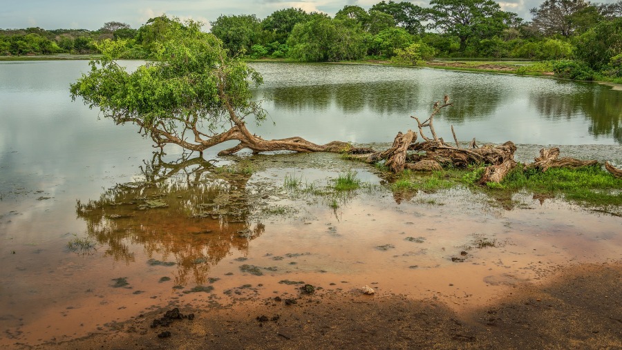 Visit the Yala National Park, Sri Lanka