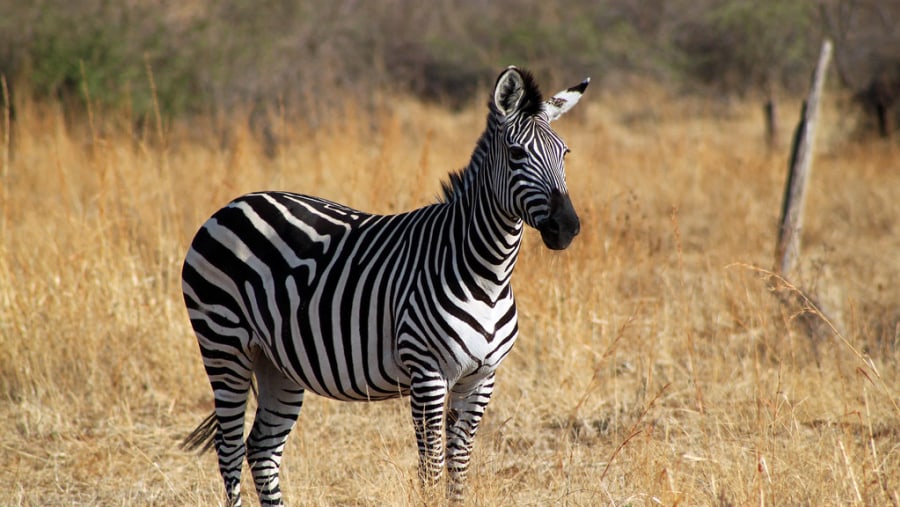 Zebra at Ruaha National Park