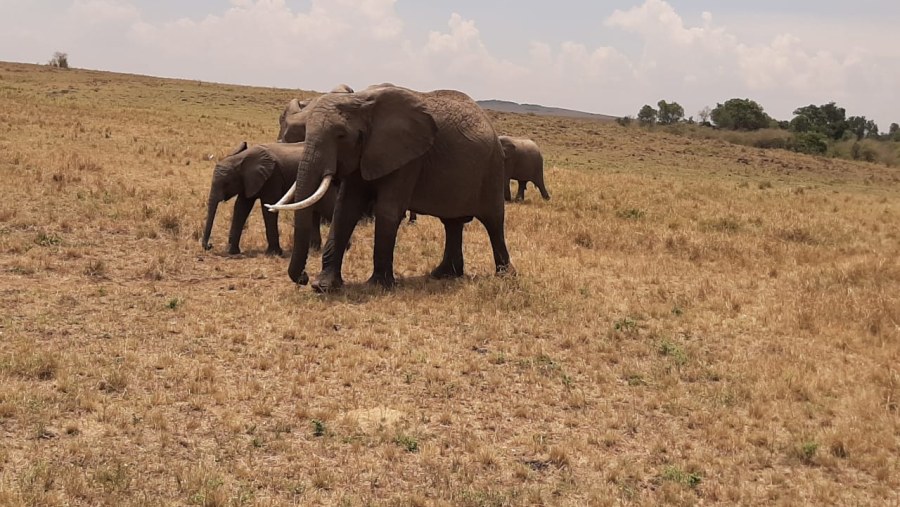 Elephants in the Reserve