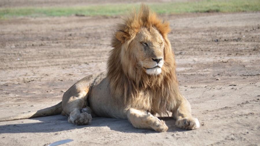 Lioness At Ngorongoro Conservation Area