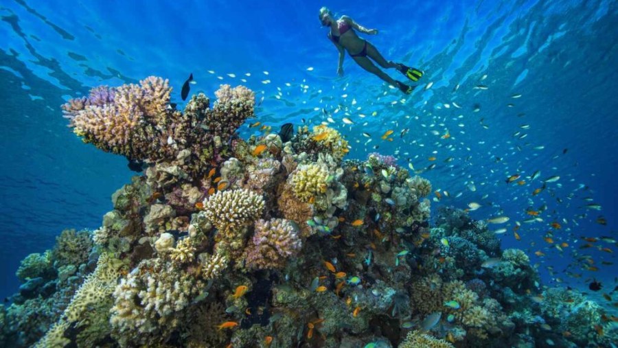 Tourist snorkeling in the Red Sea