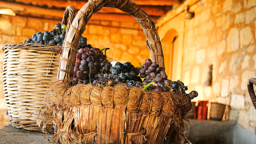 Freshly plucked grapes