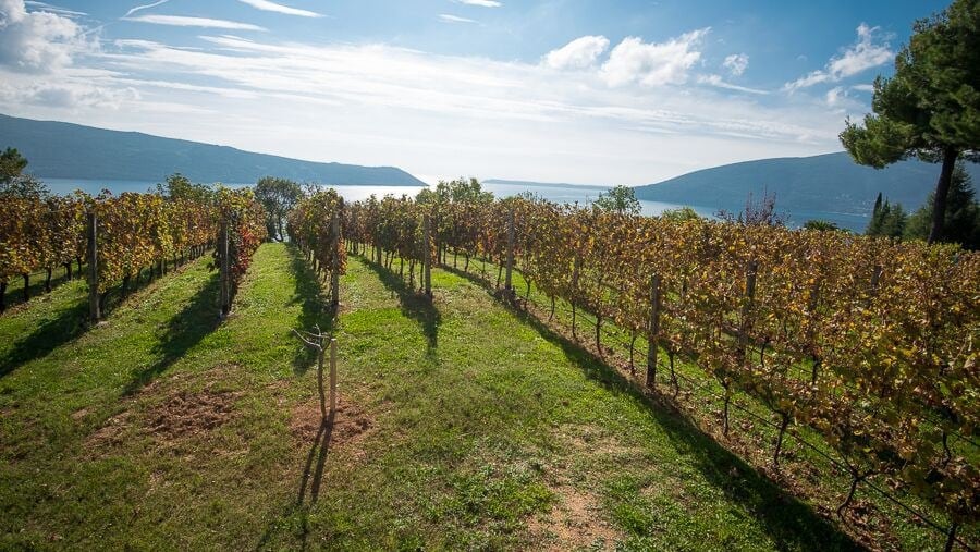 Montenegro Vineyards