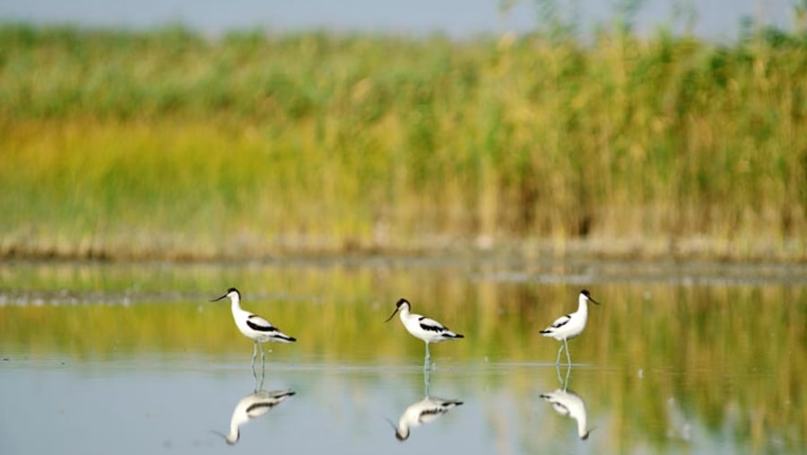 Birds of Shirvan National Park