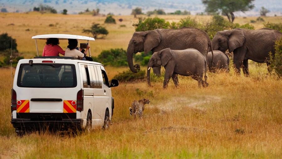 Elephant Sighting in Masai Mara