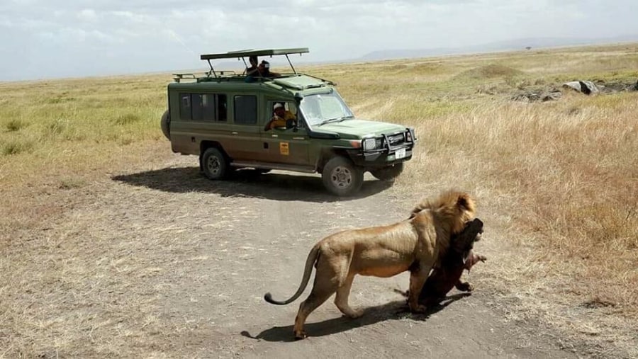 lion and its meal