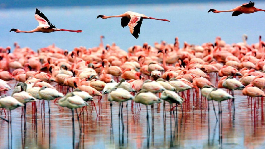 View of Flamingoes