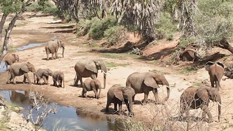 Elephant Herd in Lake Manyara