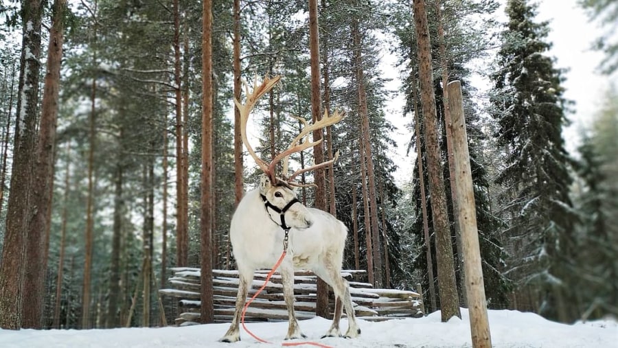 Reindeer