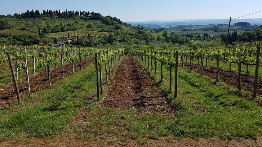 Chianti Wine Region