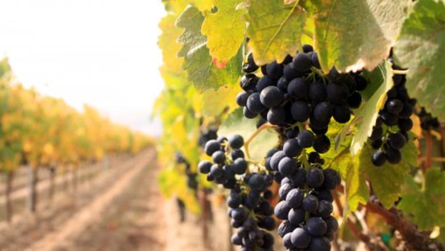 Wine grapes