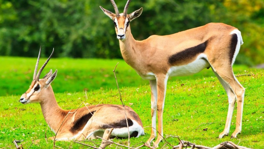 Gazelle Abiyata shala park