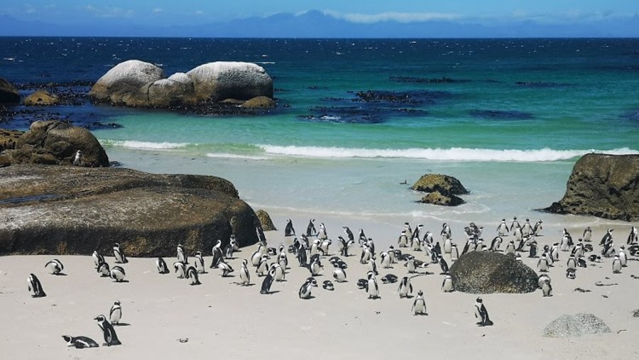 Boulder's beach penguin colony