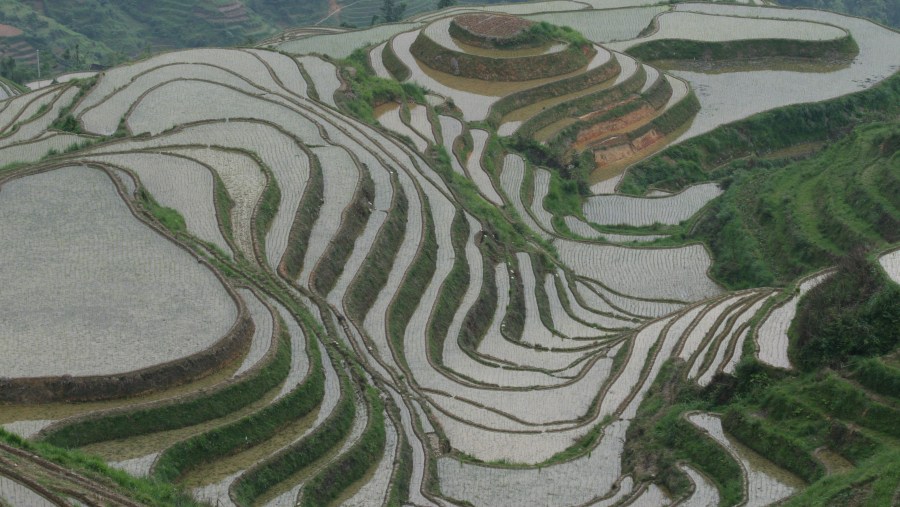 Rice Field Terraces