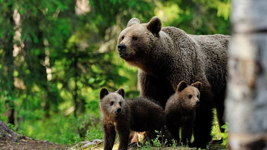 Bears in Kuusamo