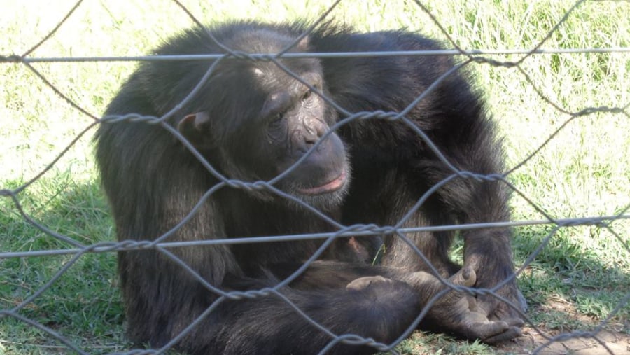 Sweet Waters Chimpanzee Sanctuary