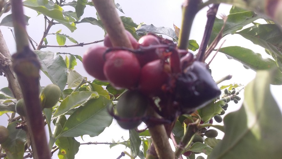 Arabika Karo Coffee in Brastagi Plantation