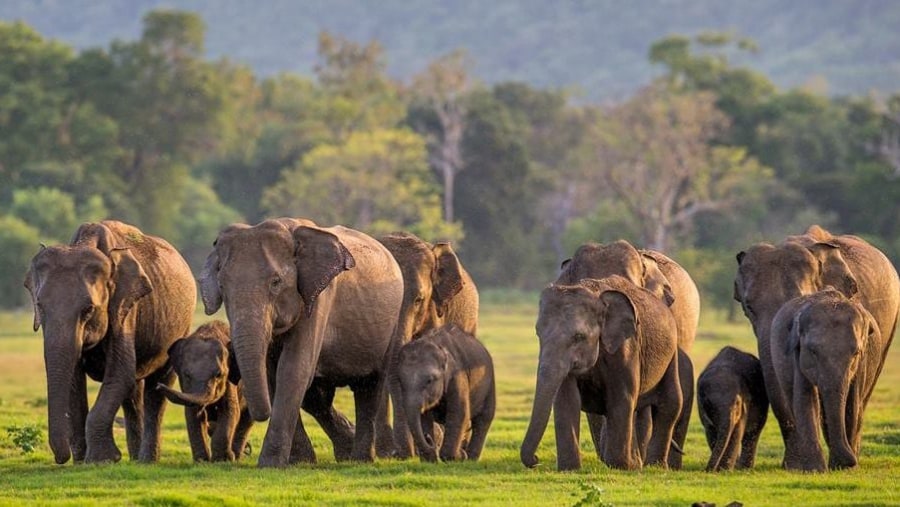 Elephant Sightseeing