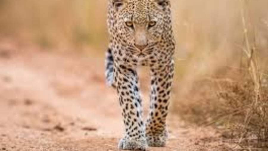 Leopard