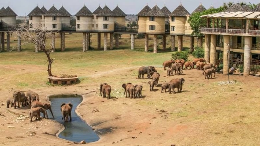 Taita Hill Wildlife Sanctuary, Salt-Lick Lodge