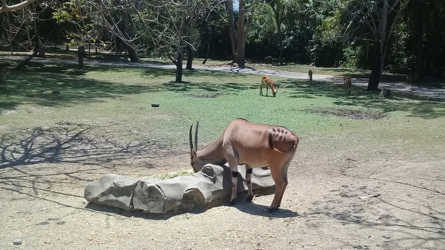 Deer at Bali Safari and Marine Park