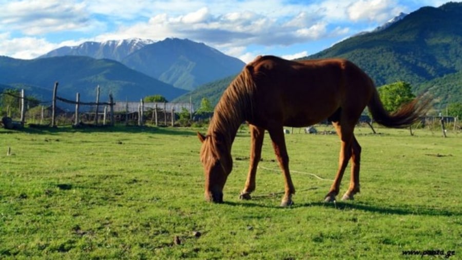 A horse grazing in the Pankisi Gorge in Georgia