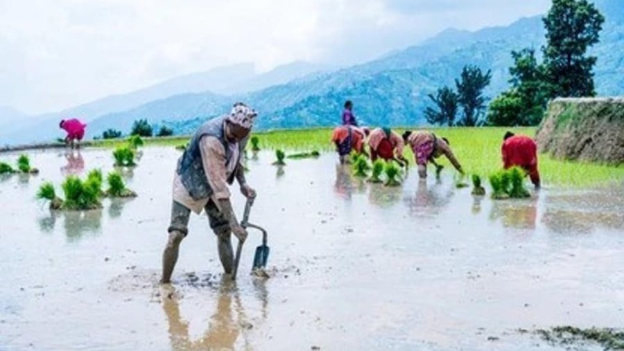 Rice Plantation in Nepal