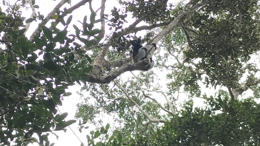 Indri Lemur at Mantadia National Park