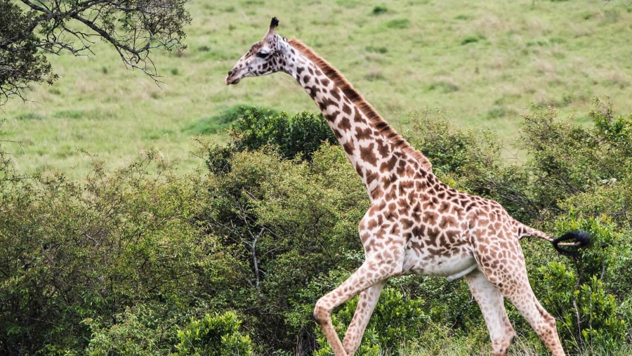 Giraffe at Selous Game Reserve