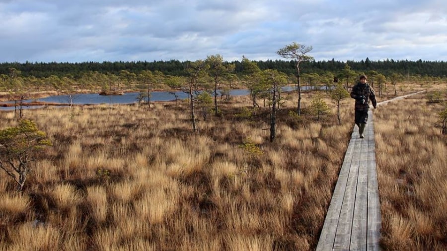 The Bog Wooden Path